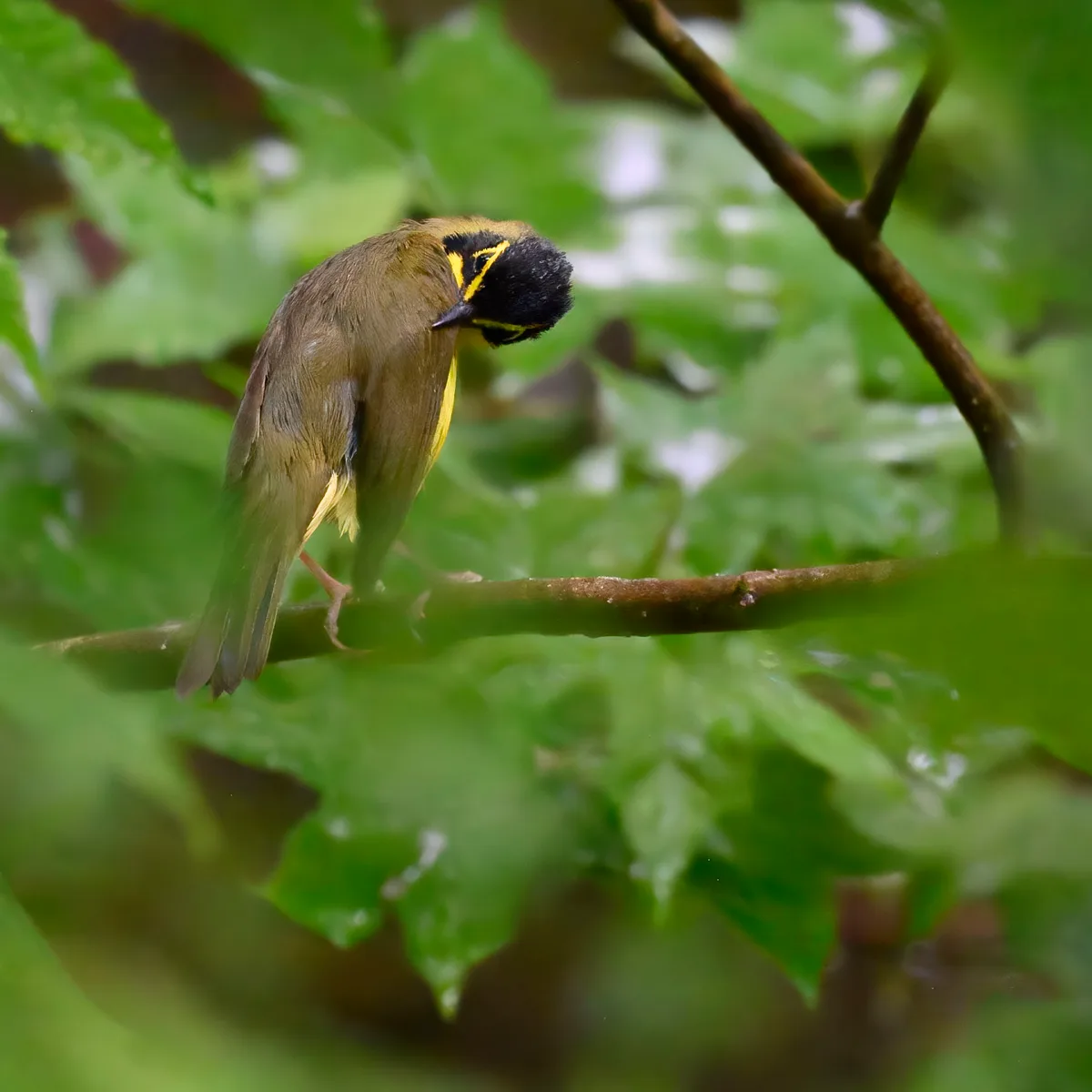 A Kentucky warbler perches on a thin branch in dense green woodland, its black-and-yellow face turned downward as soft-focus leaves frame the scene. The shallow depth of field and muted golden light create a quiet, intimate forest portrait.