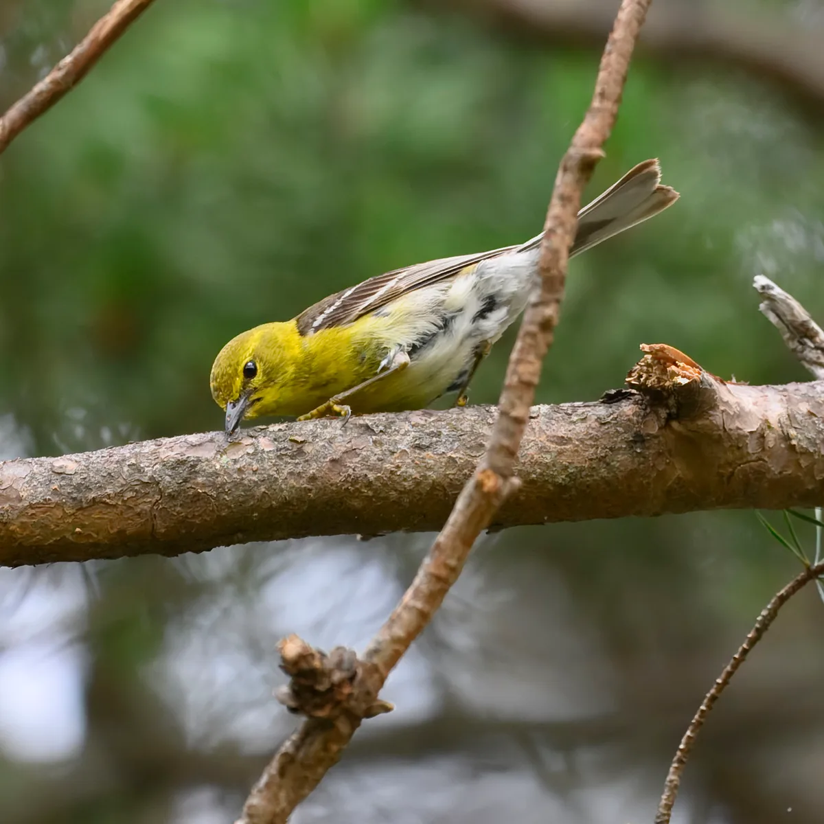 A small yellow pine warbler perches on a horizontal pine branch, leaning forward with its beak near the bark. Soft green forest blur fills the background, with a few out-of-focus twigs framing the bird.