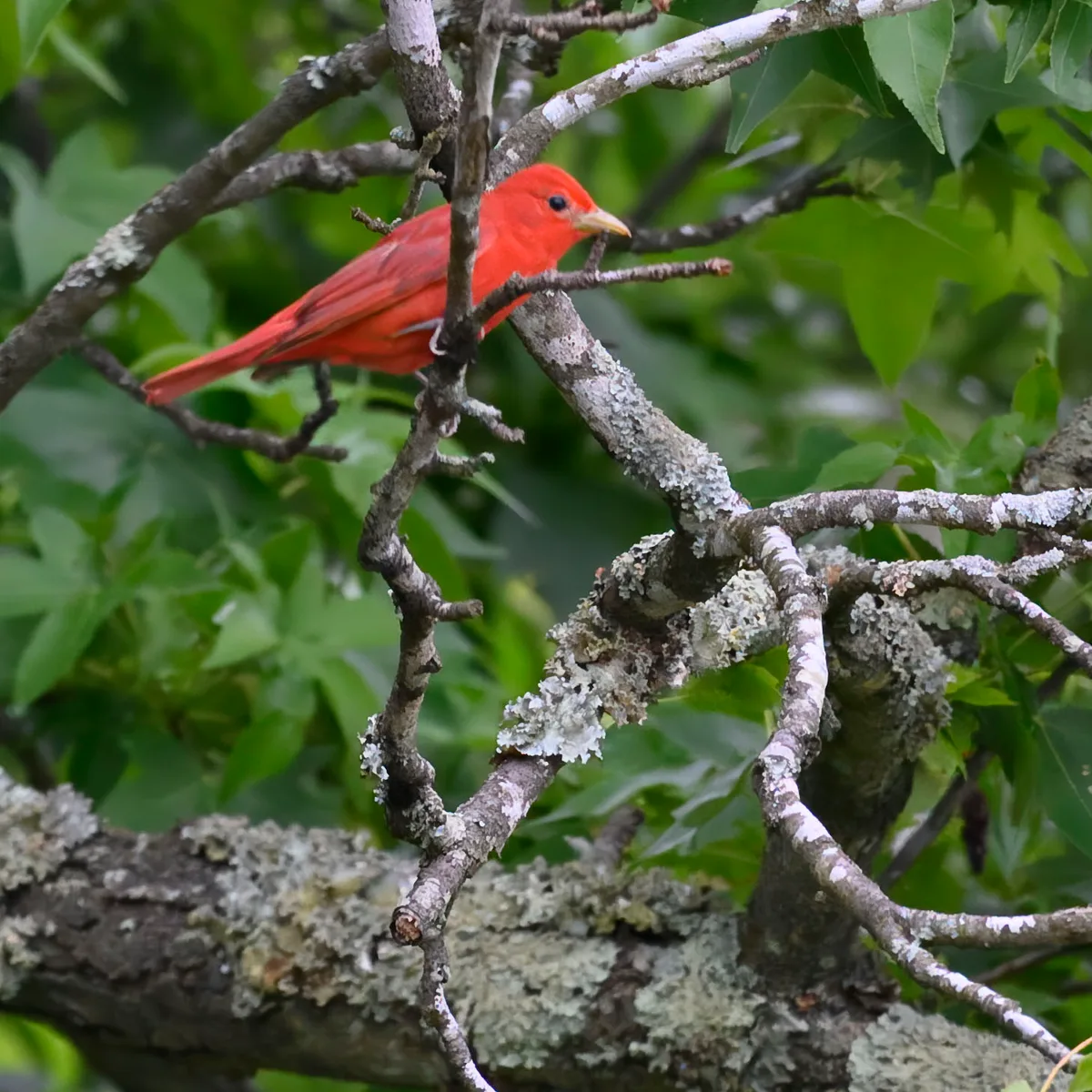 A bright red summer tanager perches among lichen-covered branches, its body framed by soft green leaves and blurred forest foliage. The close-up composition and muted background make the bird’s vivid color stand out in the woodland canopy.