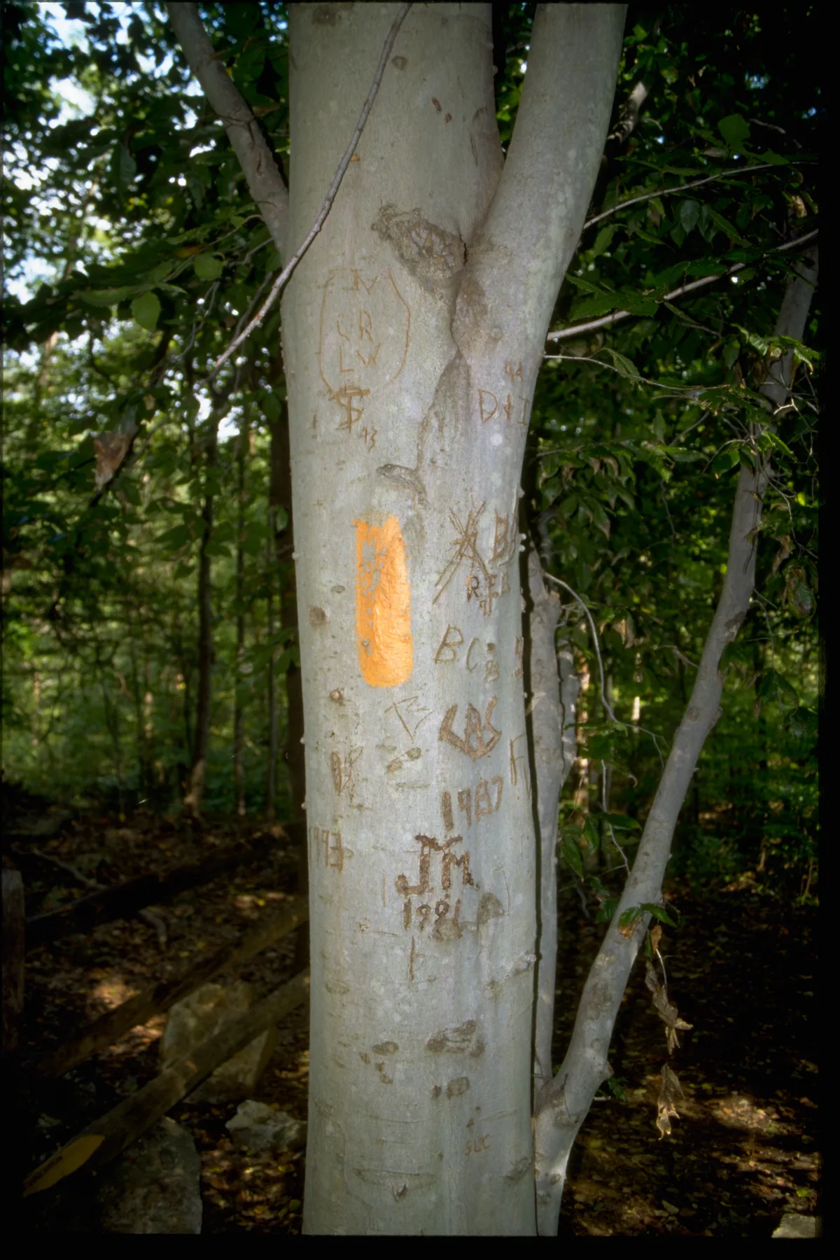 A close-up of a smooth pale-gray tree trunk in dense forest, marked with carved initials and an orange trail blaze. Dark green leaves and slender branches fill the background, with a shadowy creek bed and rocks barely visible near the lower left.