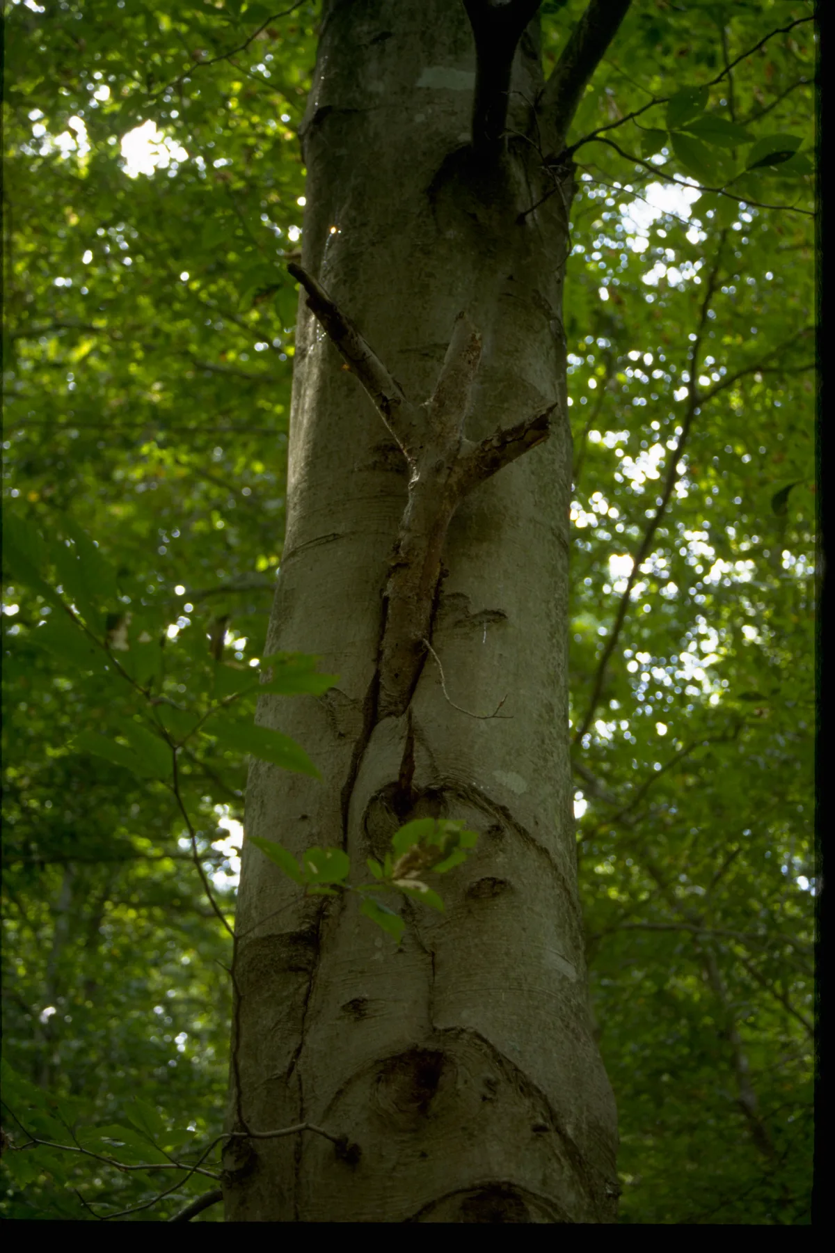 A close-up of a smooth, pale tree trunk fills the frame, its bark marked by a long vertical scar and small broken branches. Soft green leaves and blurred woodland foliage surround it, with dappled daylight filtering through the forest canopy.