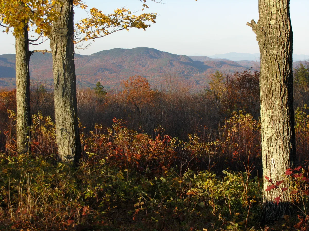 Tall tree trunks frame a broad view of rolling Blue Ridge foothills, with the foreground filled by autumn hardwoods and low brush in warm morning light. The distant ridges fade into a pale sky, giving the scene a quiet, layered feel.