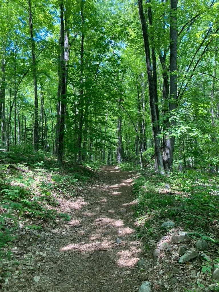 A narrow dirt trail winds uphill through a dense, sunlit hardwood forest, with tall straight trunks and bright green leaves forming a leafy canopy overhead. Dappled morning light falls across the path, and small rocks and ferns line the shaded edges.