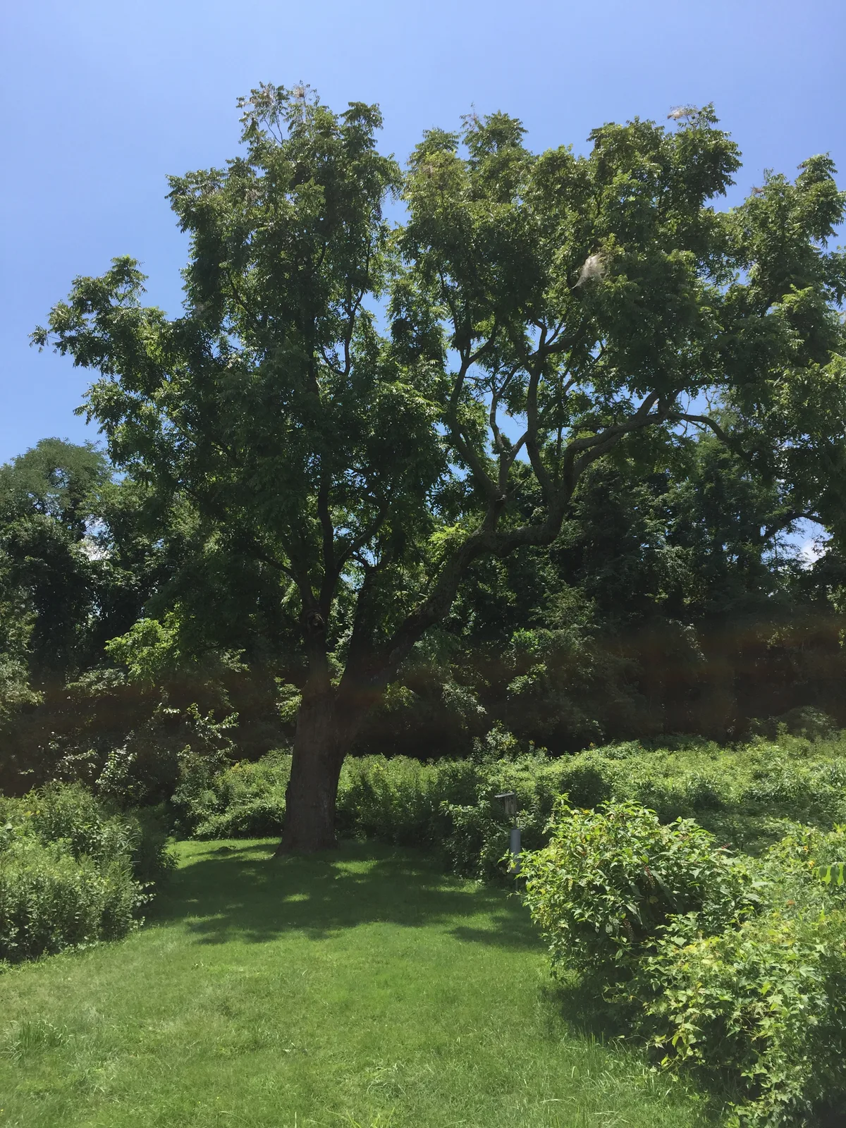 A tall, leafy tree stands in the center of a lush River Farm garden, with a neatly mown green lawn and dense shrubs beneath a clear blue sky. Sunlight brightens the foliage, while darker trees in the background create a shaded woodland edge.