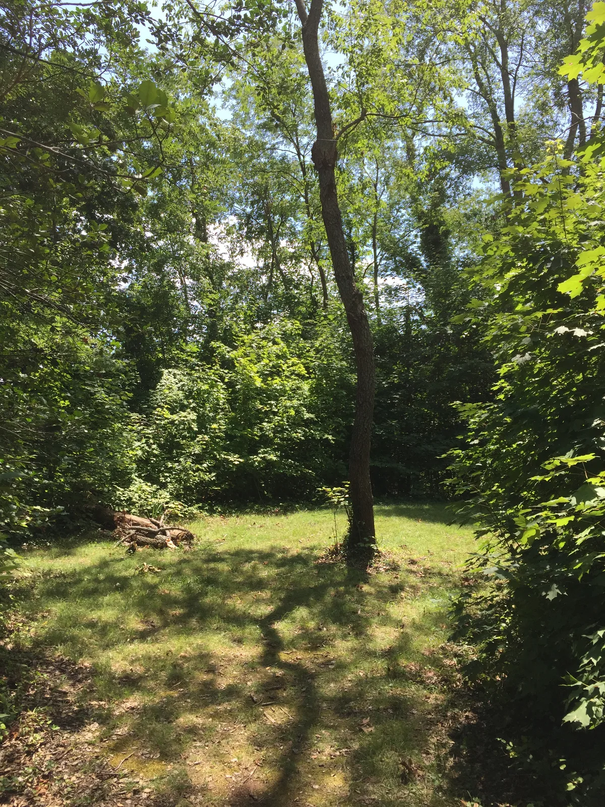 A small grassy clearing sits in dense summer woodland, with tall tree trunks and leafy branches framing the scene. Dappled sunlight filters through the canopy, casting long shadows across the ground and a small pile of cut branches on the left.