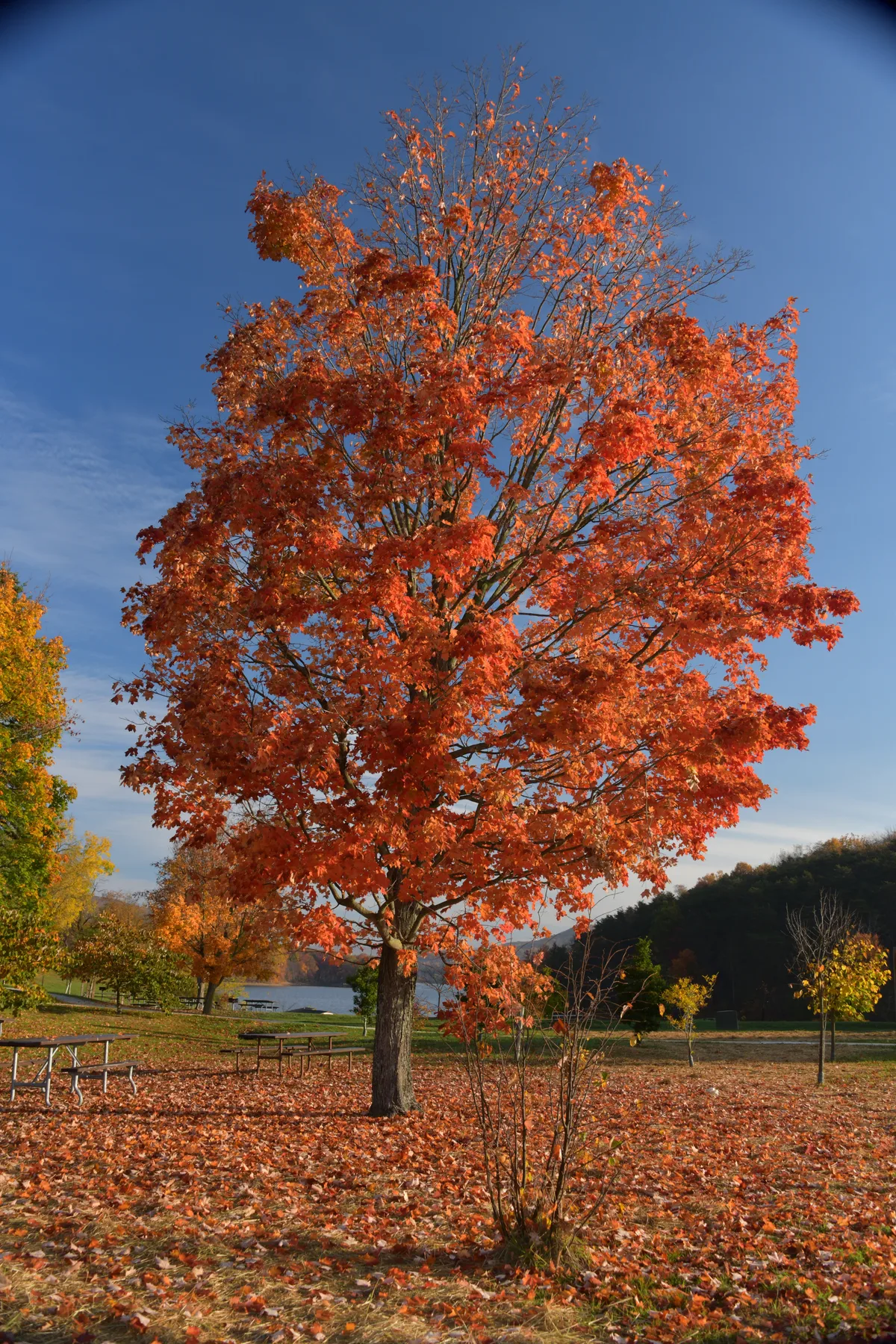 A tall maple blazing with orange-red fall leaves stands in a grassy lakeside picnic area, with picnic tables and a blue strip of Lake Habeeb visible behind it. Low morning light warms the tree against a clear blue sky and wooded hills in the distance.
