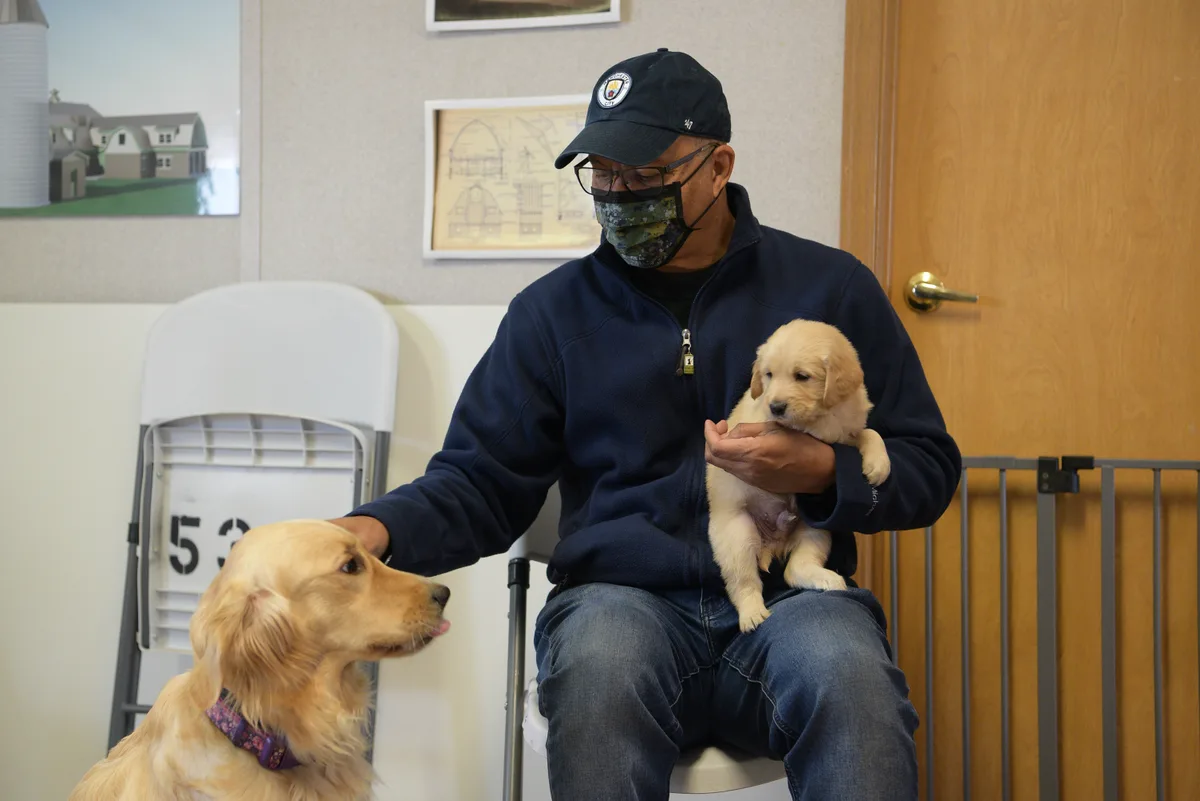 An indoor scene shows a man in a navy cap and face mask sitting with a golden retriever puppy on his lap while another golden retriever sits beside him, looking up. The room has plain beige walls, a wooden door, framed drawings, and folding chairs stacked behind him.
