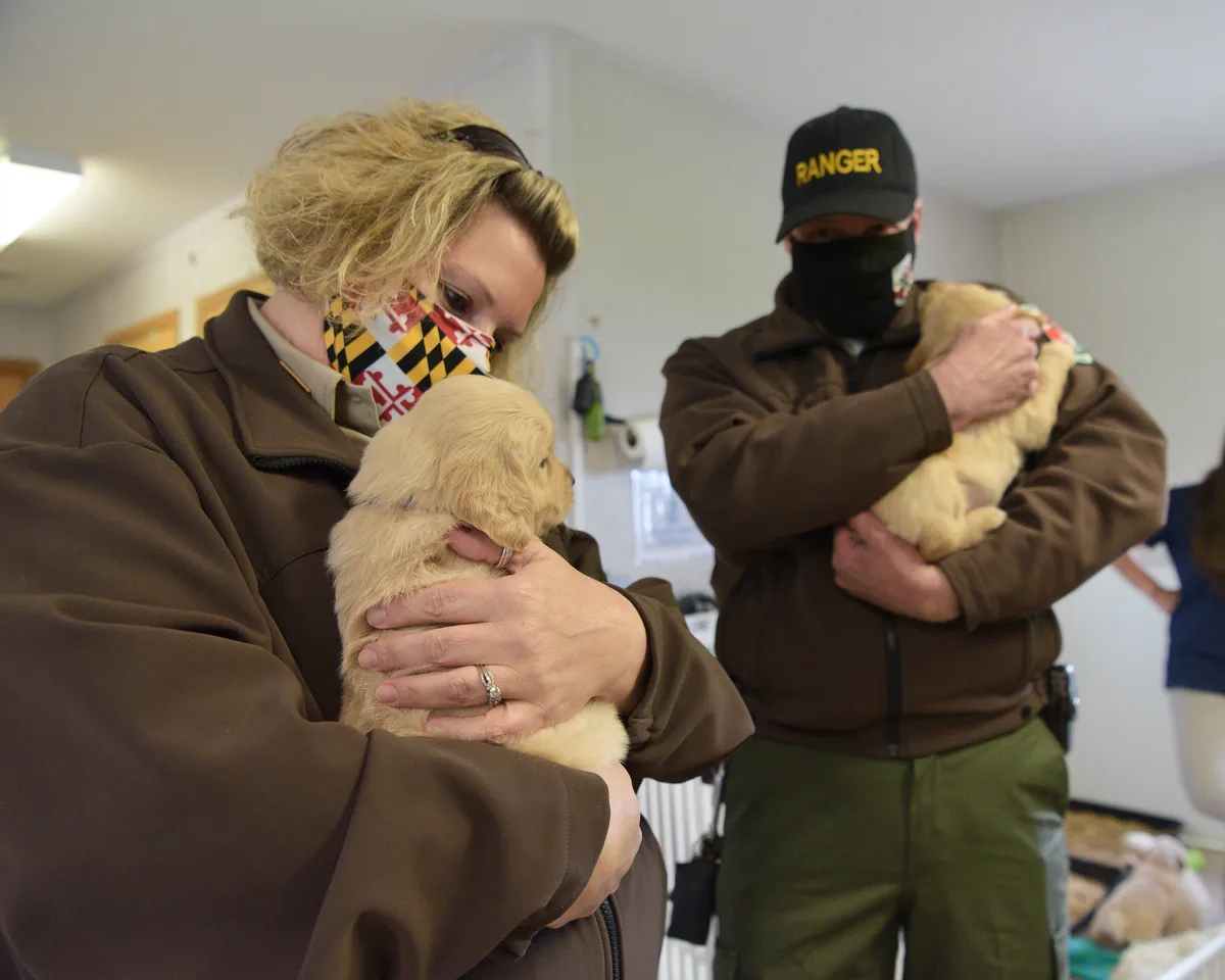 Two masked park staffers in brown jackets cradle fluffy yellow puppies inside a plain indoor room, one wearing a black “RANGER” cap. The close framing and soft light make the scene feel warm and intimate.