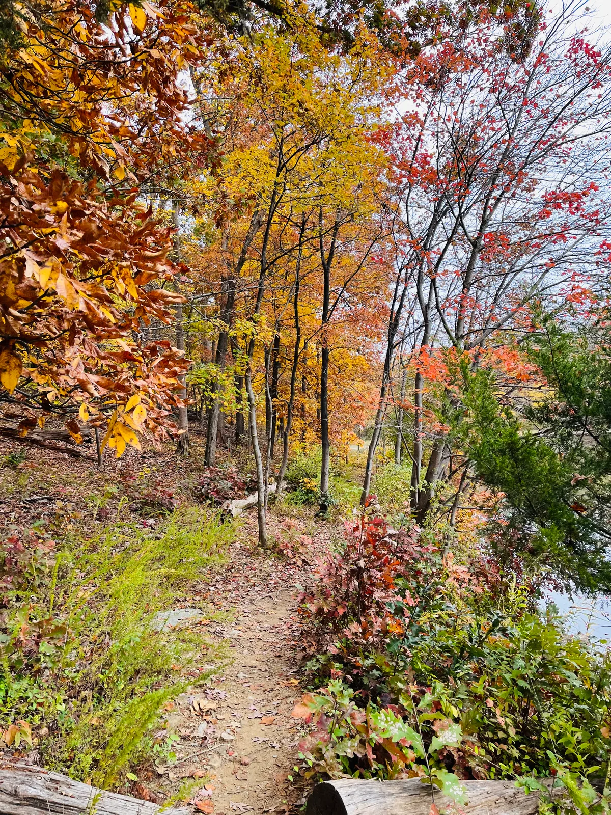 A narrow dirt trail winds through a wooded hillside in peak fall color, with yellow, orange, and red leaves crowding the frame and a few bare branches against a pale sky. Dense green undergrowth and a glimpse of water on the right give the scene a quiet, wild feel.