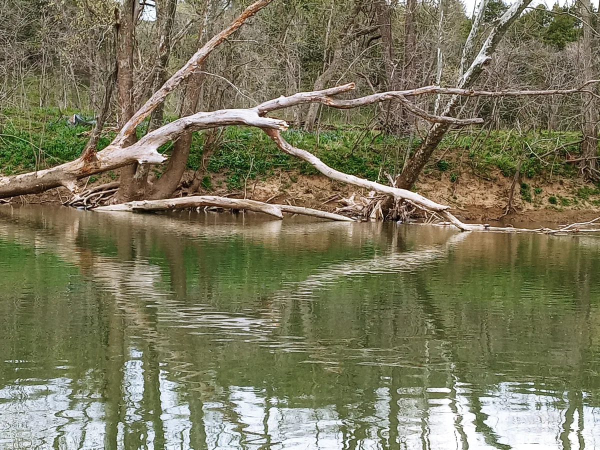A pale, fallen tree stretches over the calm Shenandoah River, its branches reaching above green reflections and a sandy, undercut bank. The still water softly mirrors the bare riverside trees and early spring meadow growth along the shore.