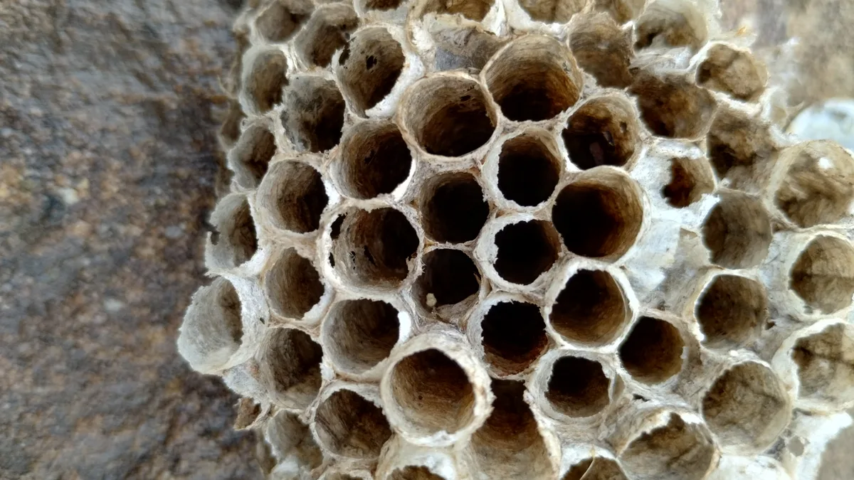 Close-up of a papery wasp nest with dozens of empty hexagonal cells, their brown interiors and white rims sharply detailed against a blurred rock background. The tight framing and soft morning light emphasize the nest’s honeycomb texture and weathered, natural geometry.