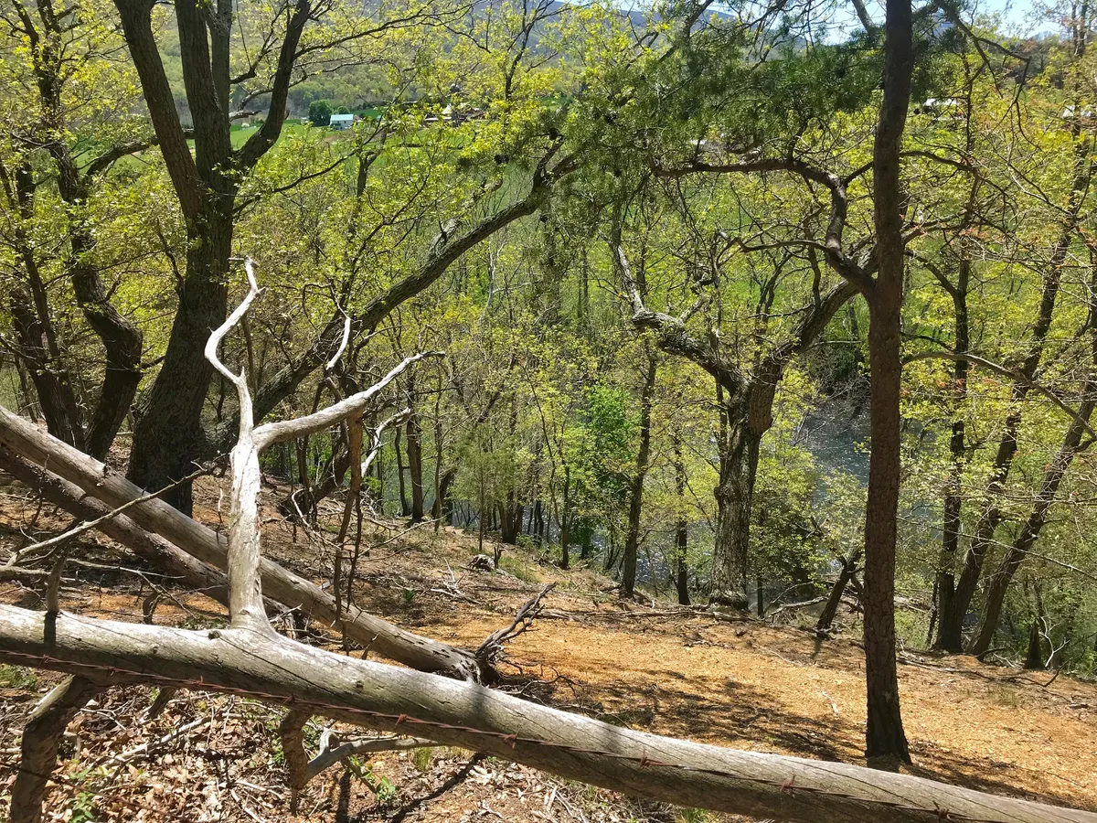 Sunlit woodland slopes down toward the Shenandoah River, with pale fallen tree trunks crossing a carpet of dry leaves and spring-green trees filling the frame. Through the trees, a narrow glimpse of water and the valley beyond hints at the river bend below.