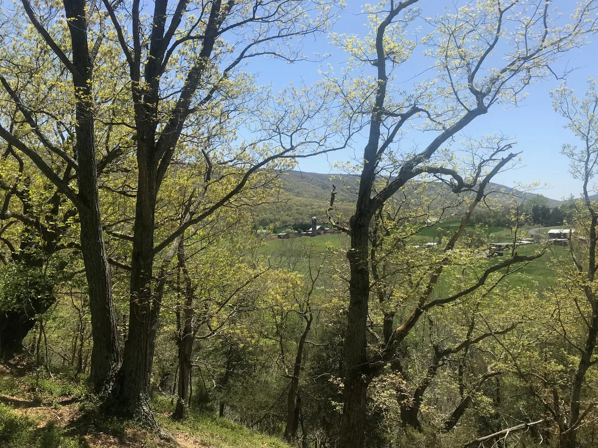 Sunlit spring trees frame a wide view over a green Shenandoah Valley, with a farmstead and silo nestled in the open fields below. Soft morning light and a clear blue sky give the wooded hillside a bright, airy feel.