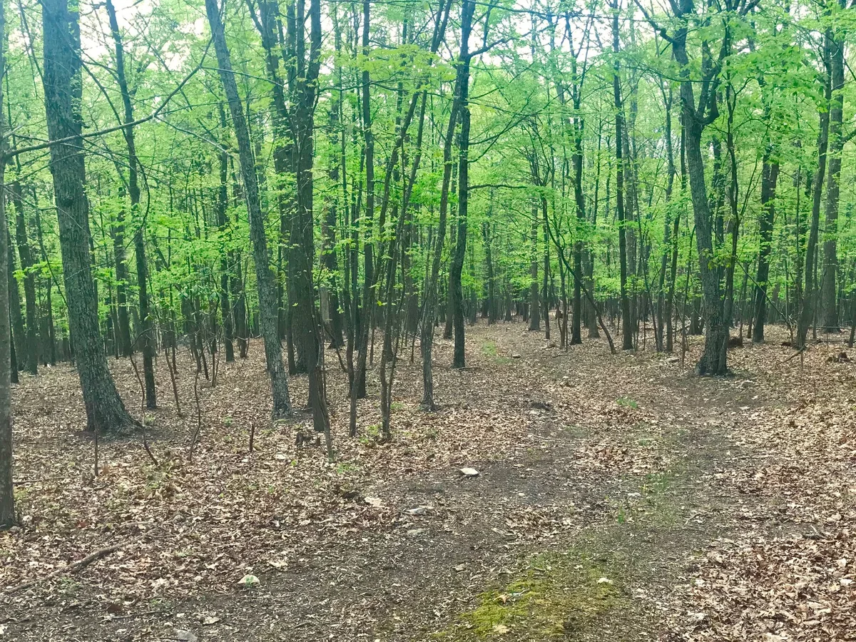 A quiet woodland trail winds through tall, slender trees just leafing out in spring, with a carpet of dry brown leaves and patches of moss along the path. Soft green canopy light fills the forest, giving the scene a fresh, early-morning feel.