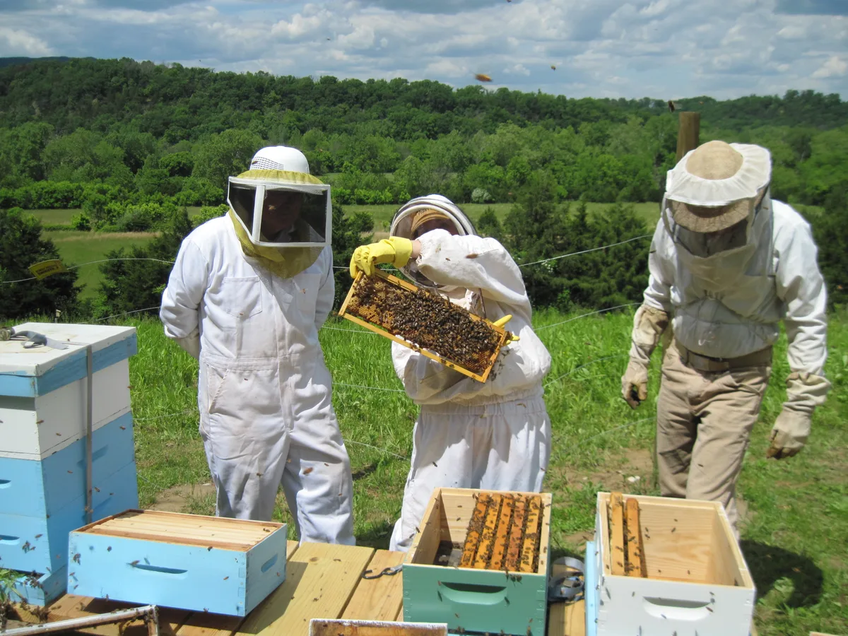 Three beekeepers in white protective suits inspect a honeycomb frame beside colorful hive boxes on a grassy hillside. Bees hover in the bright midday light, with a lush green valley and wooded ridge stretching across the background under a partly cloudy sky.