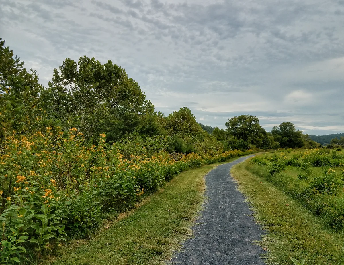 A narrow gravel trail curves through lush riverside meadows, bordered by tall green trees and patches of yellow wildflowers under a soft, overcast sky. The path leads toward low wooded hills in the distance, creating a quiet, expansive landscape view.