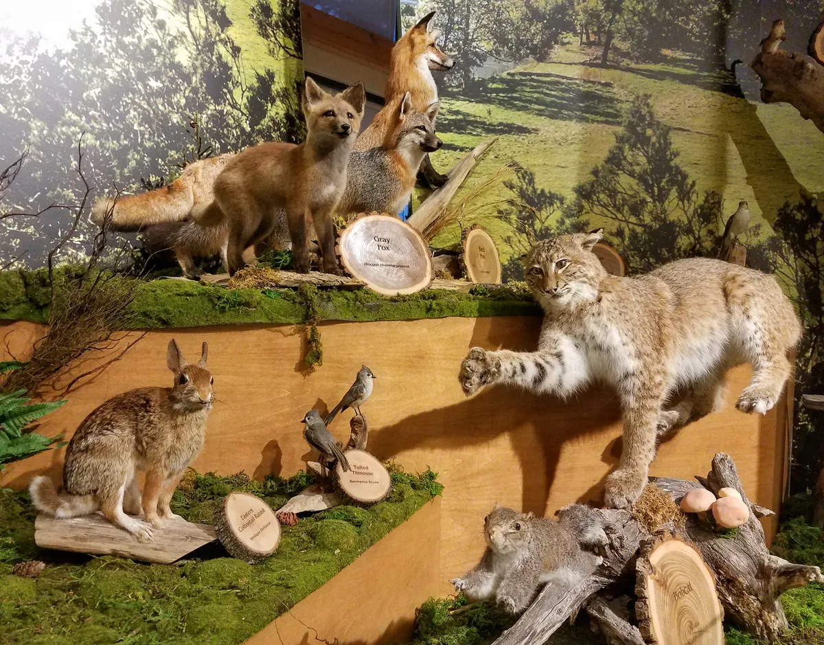 A natural-history exhibit shows mounted Virginia wildlife on a layered woodland display, with foxes, a bobcat, a rabbit, and small birds arranged among mossy logs and cut wood slices. A painted forest backdrop and warm indoor lighting give the scene a museum diorama feel.