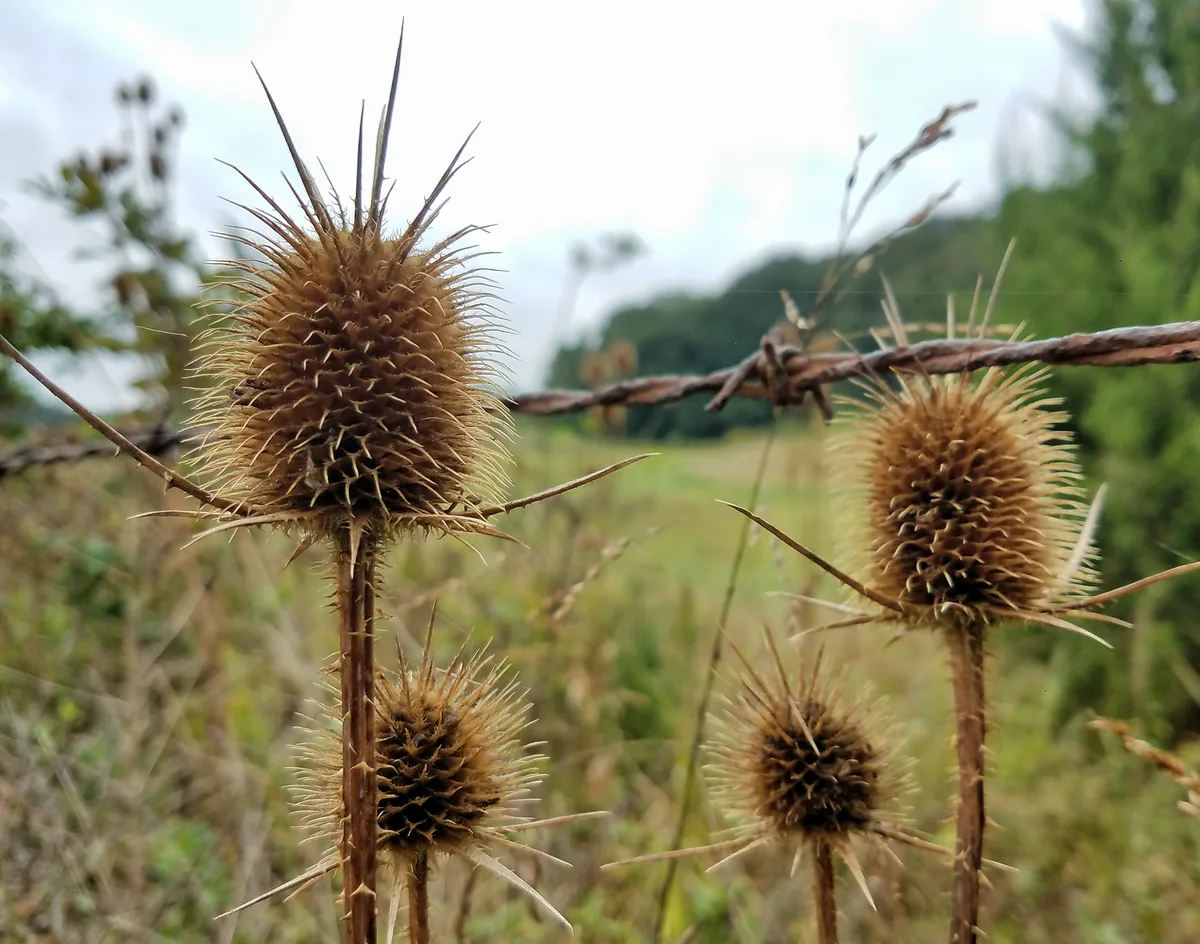 Spiky dried teasel seed heads fill the foreground in sharp focus, strung against a rusty barbed-wire fence. Behind them, a soft-focus riverside meadow and tree-covered hillside fade into the bright morning sky.