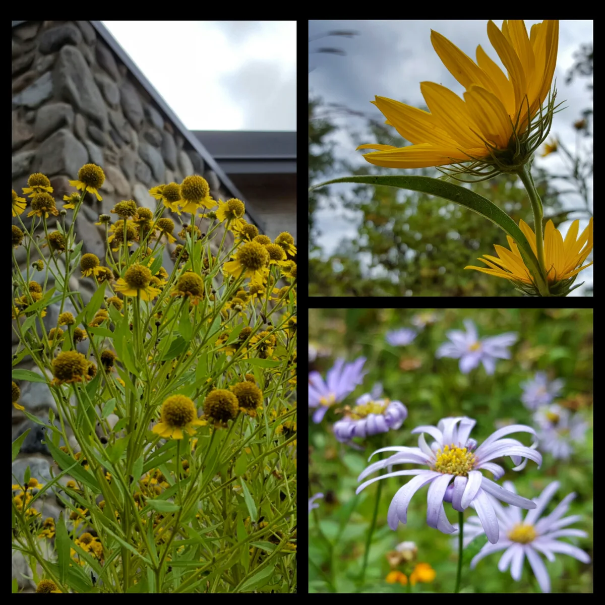 A collage of wildflowers in the park, with yellow and lavender blooms filling the frame against a stone building and soft green foliage. The close-up compositions and shallow focus give each panel a soft, natural feel.