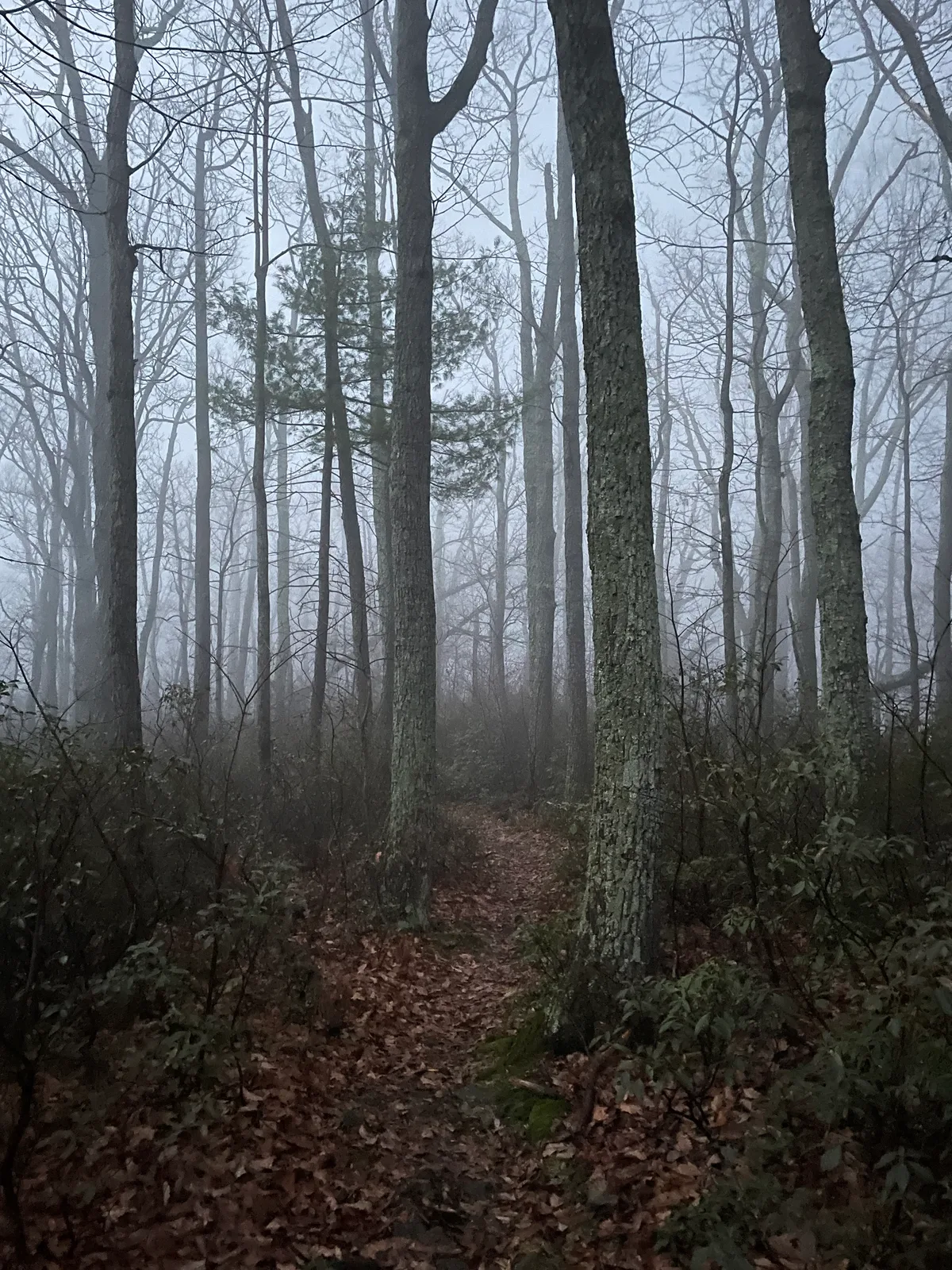 A narrow leaf-covered trail winds through a foggy winter forest of tall bare hardwoods and a few evergreen pines, with gray mist softening the trees into the distance. The muted light and damp, dark understory give the scene a quiet, hushed feel.