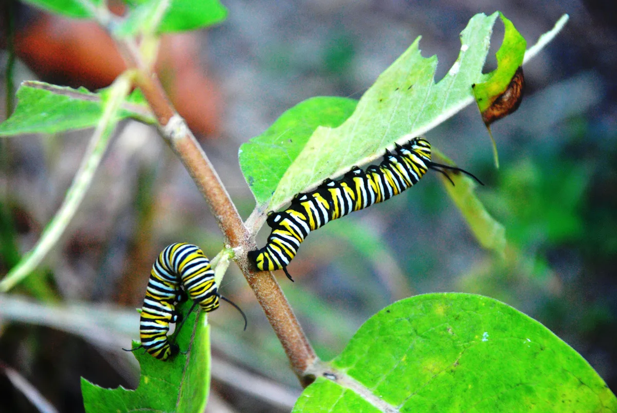 Two black-and-yellow monarch caterpillars crawl along a green milkweed stem and partially eaten leaves, shot in close-up with a softly blurred forest floor behind them. The bright insect stripes and fresh leaf textures stand out against the muted background.