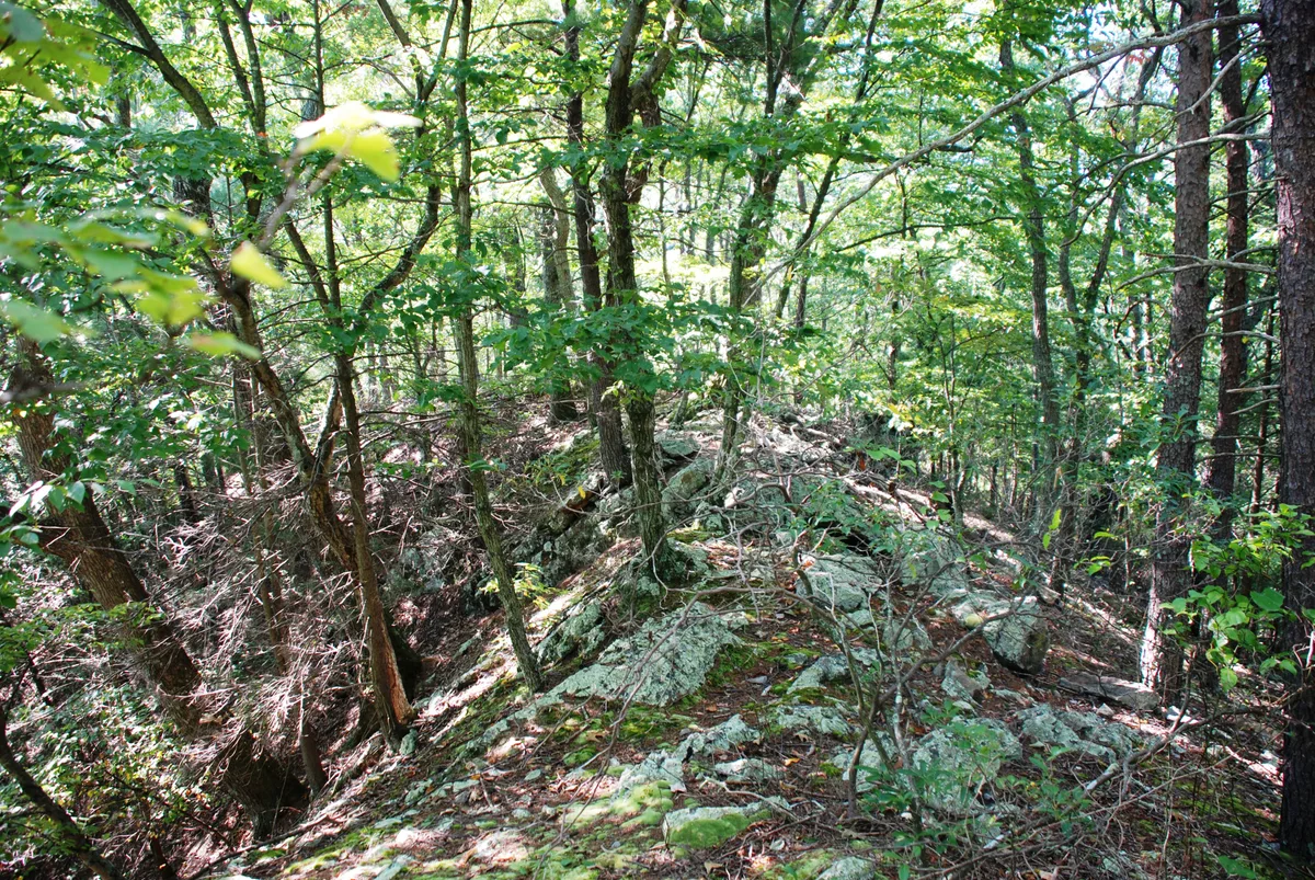 Sunlit forest trail runs along a mossy limestone ridge, with tangled saplings and tall trunks crowding the narrow path. Bright green summer leaves filter the light over the rocky, wooded canyon slope.