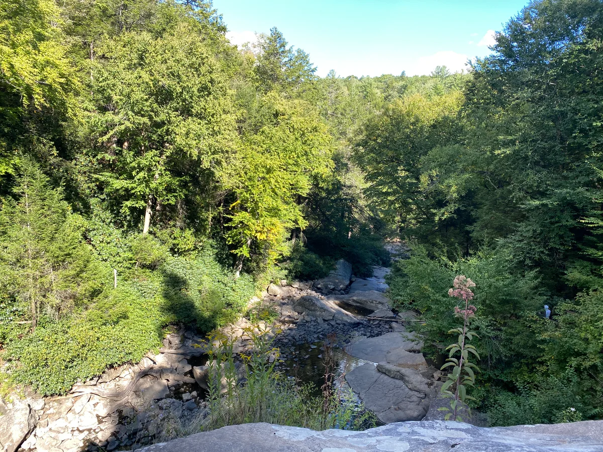 A sunlit forest gorge in Swallow Falls State Park, with a rocky stream winding between dense green hemlocks and mixed hardwoods. The view looks down from a stone ledge over shaded boulders and still water, with a tall pink wildflower in the foreground.