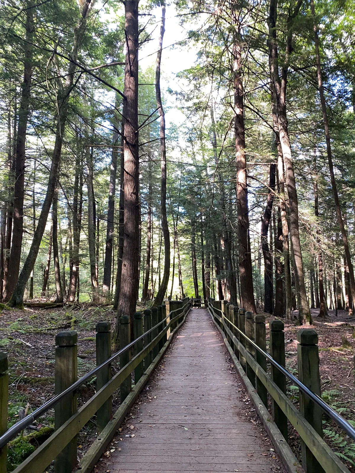 A wooden boardwalk with railings leads straight through a dense old-growth hemlock forest, where tall trunks rise into a bright, sunlit canopy. Dappled light and patches of moss on the forest floor give the scene a quiet, sheltered feel.