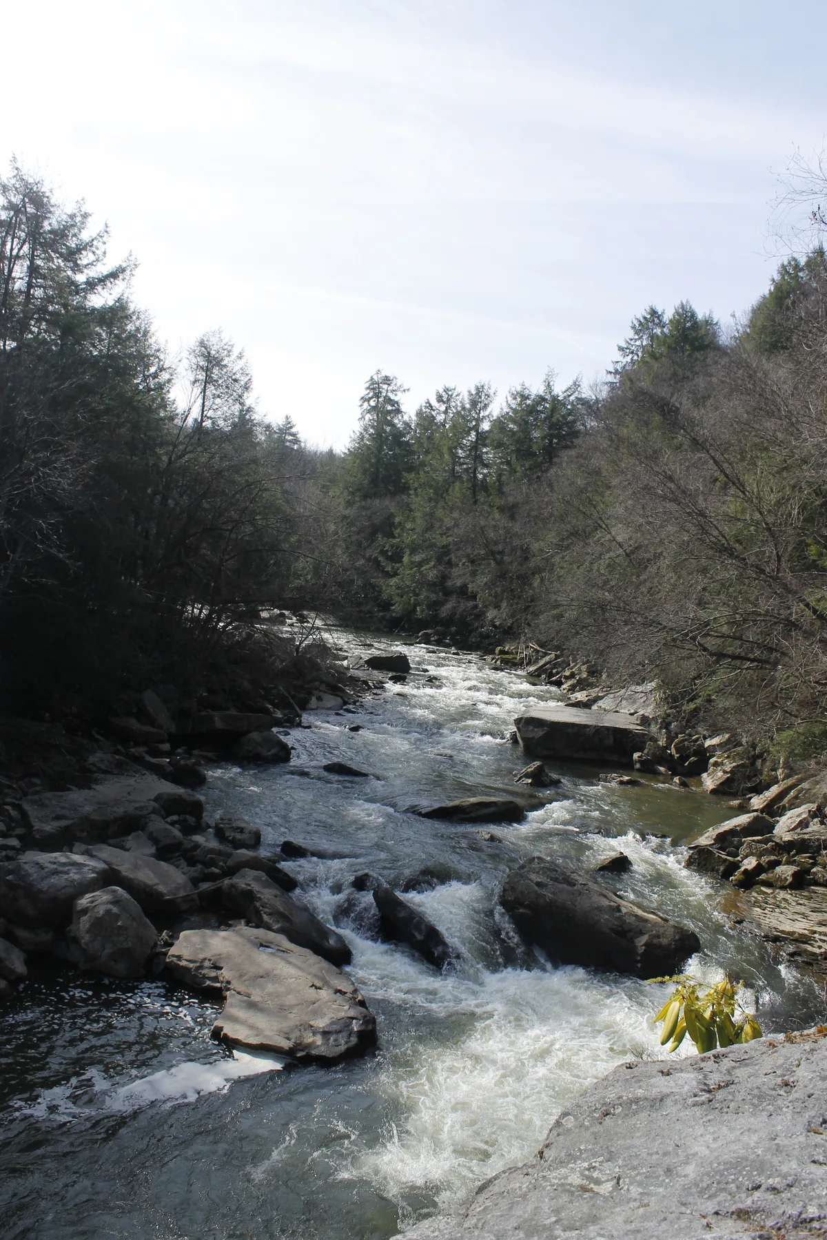 A rocky mountain stream rushes through a narrow forested gorge, with whitewater curling around large boulders beneath dark hemlocks and leafless trees. Bright winter light and a pale sky open above the shaded ravine, emphasizing the fast-moving water.