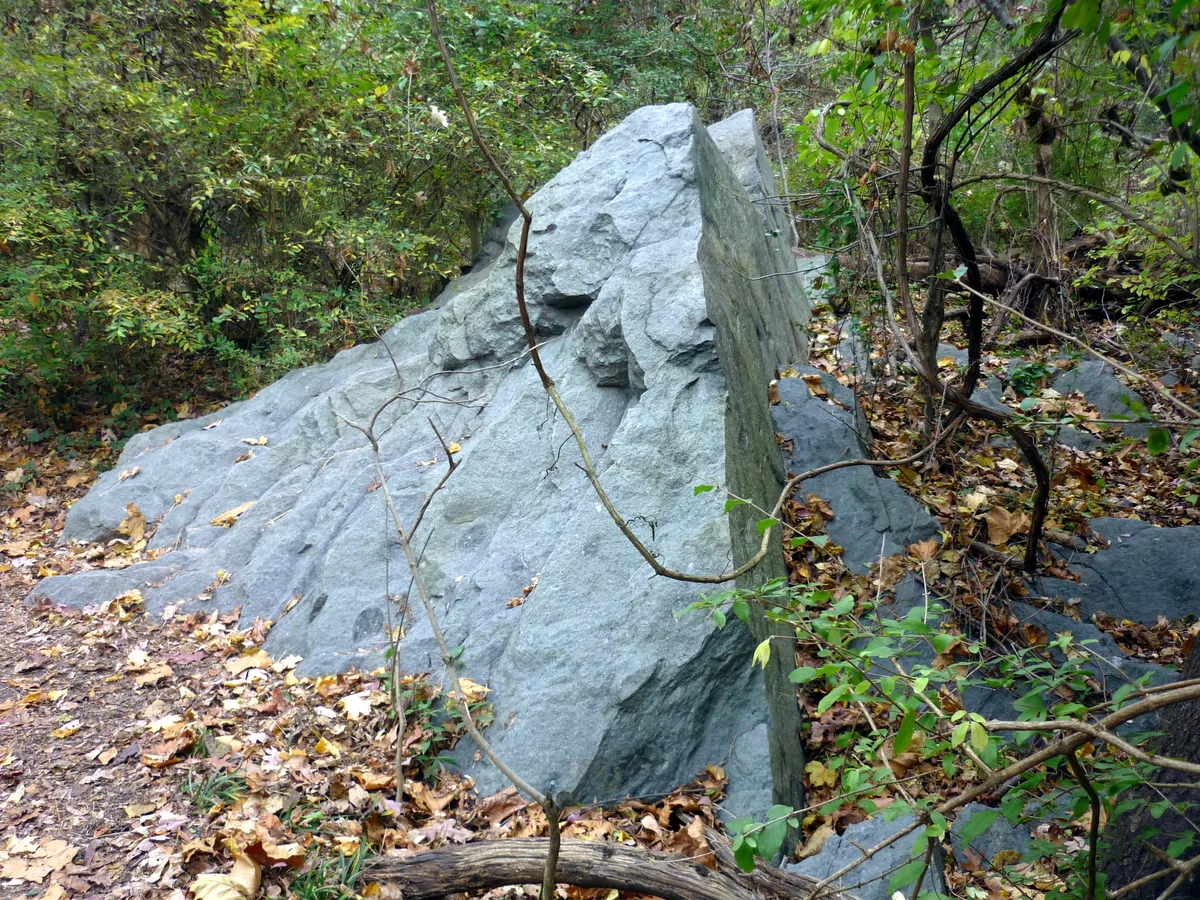 A large, pale gray bedrock outcrop juts from the forest floor on Theodore Roosevelt Island, surrounded by tangled saplings, fallen leaves, and dark tree trunks. The narrow path and dense green understory give the scene a quiet, secluded woodland feel.
