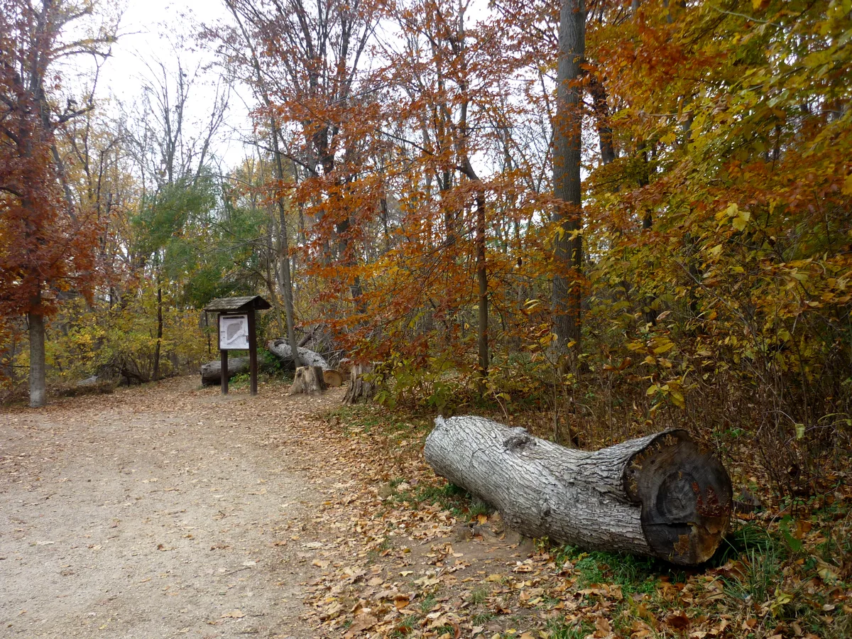 A leaf-strewn dirt path curves through Theodore Roosevelt Island’s autumn woods, with orange and yellow foliage framing a small trail sign and fallen logs along the edge. Soft golden light filters through the trees, giving the entrance clearing a quiet, early-fall feel.