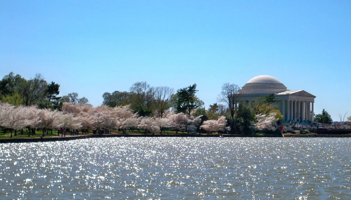 Cherry blossoms line the far shore of the Tidal Basin, their pale pink blooms glowing against a clear blue sky and sparkling water in the foreground. The Jefferson Memorial rises at right, framed by spring trees and small clusters of visitors along the path.