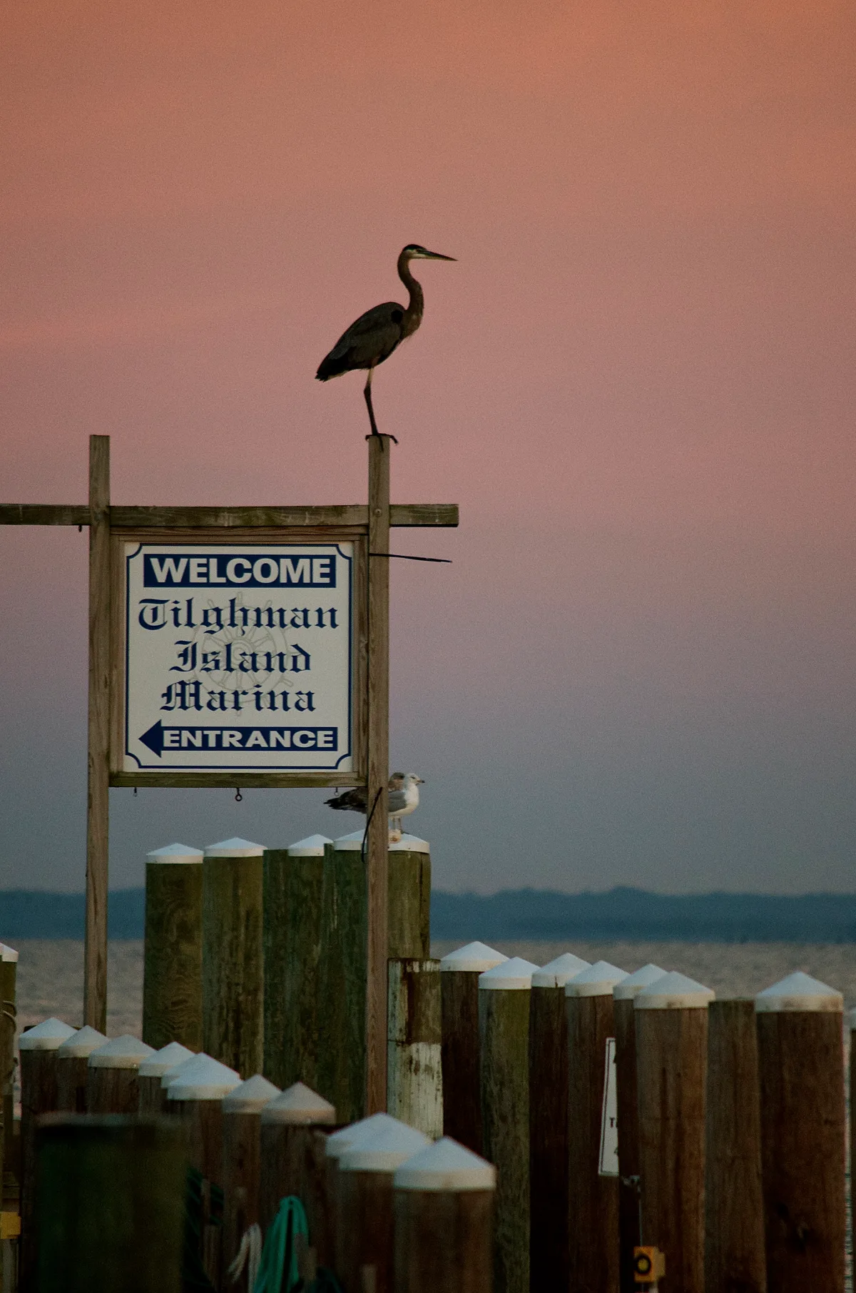 A heron perches atop a weathered wooden welcome sign for Tilghman Island and Marina, silhouetted against a soft pink sunrise sky. Rows of dock posts lead into the Chesapeake Bay, with a seagull resting on one of the pilings near the sign.