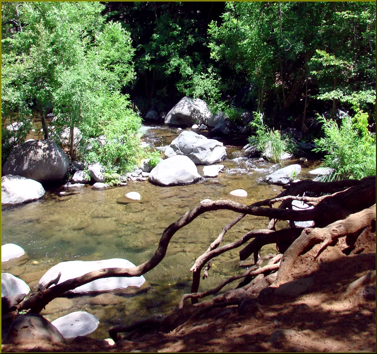 A clear, shallow creek winds between smooth white boulders and tangled exposed roots, with bright green trees and dense shade lining the banks. Sunlight dapples the water and rocks, creating a quiet woodland scene rather than a waterfall view.