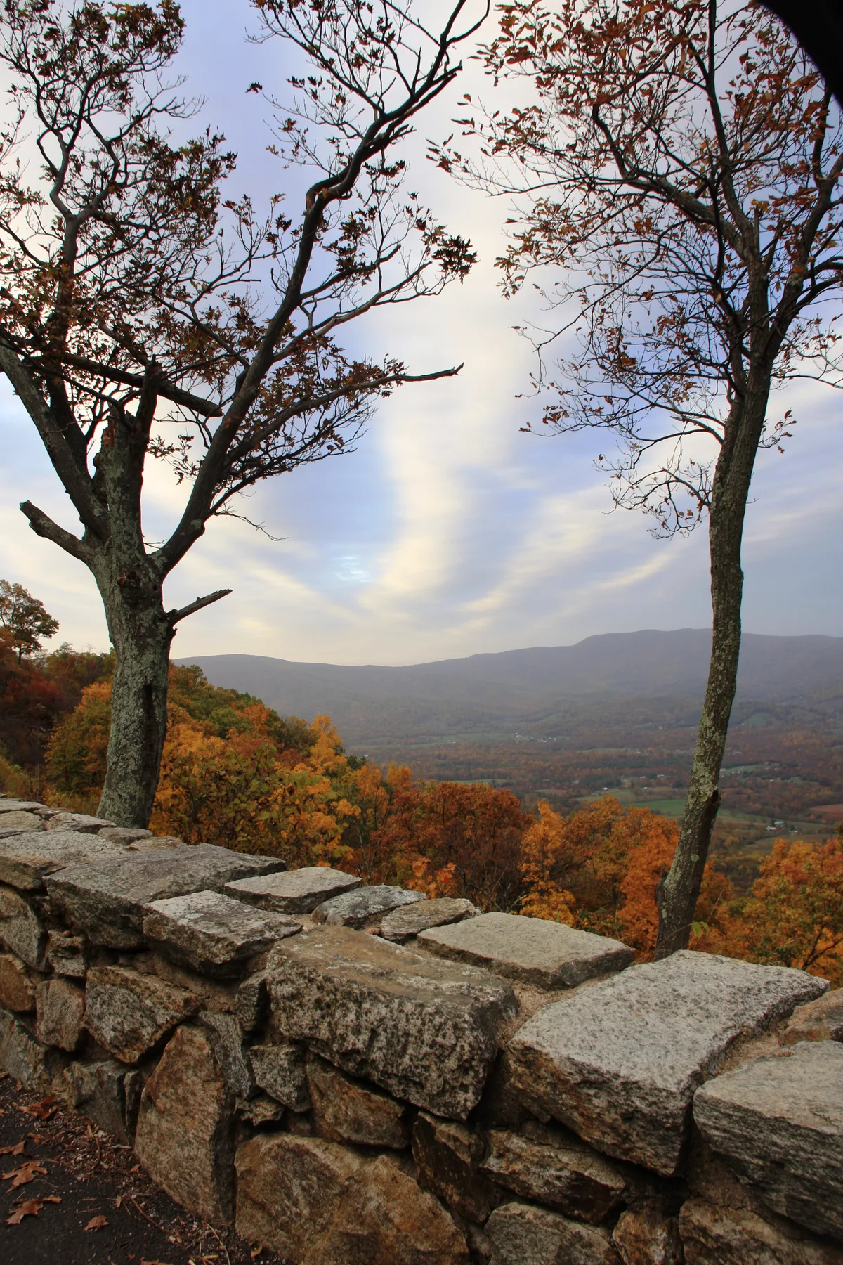 Stone overlook walls and two bare trees frame a wide Shenandoah Valley view, with a patchwork of autumn-colored hills and low mountains fading into the distance. Soft golden light under streaky clouds gives the scene a calm fall atmosphere.