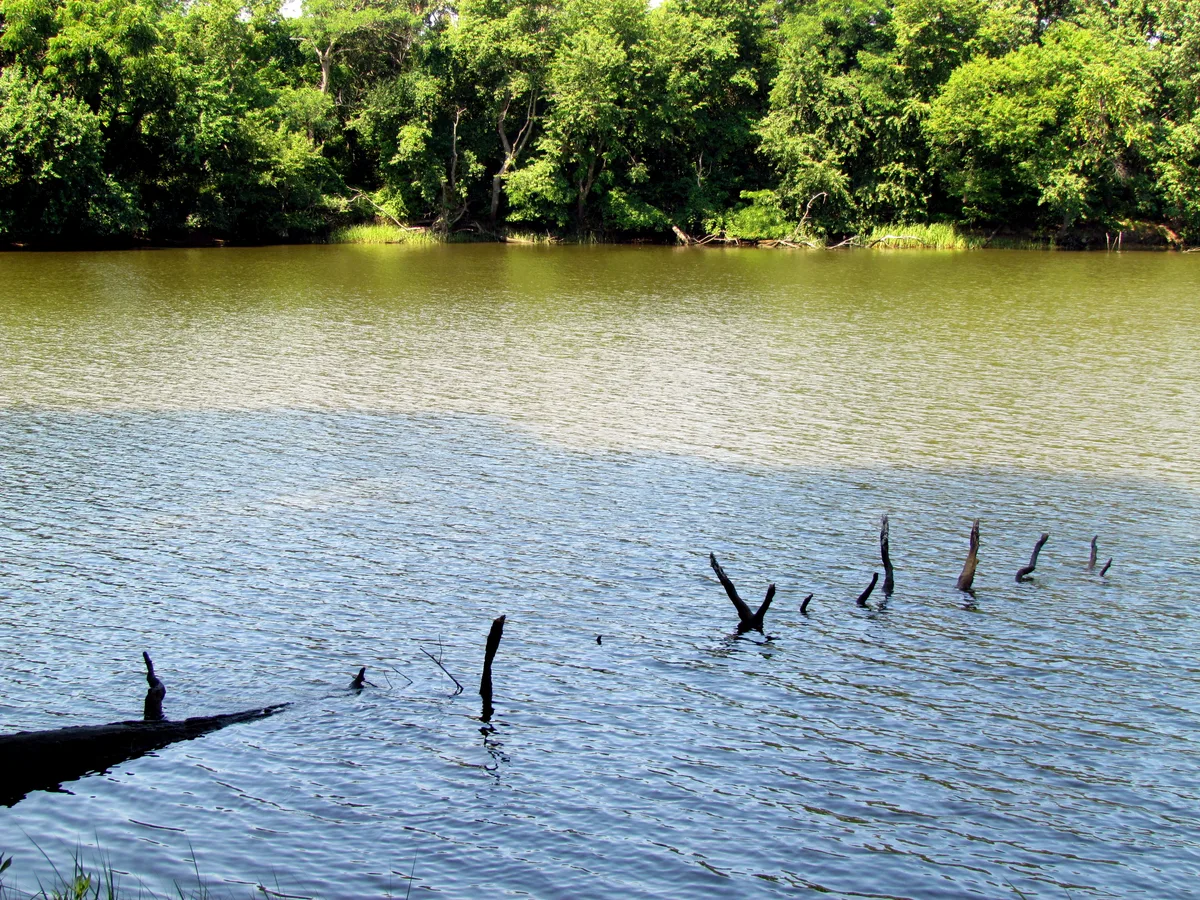 Wye Island Natural Resources Management Area