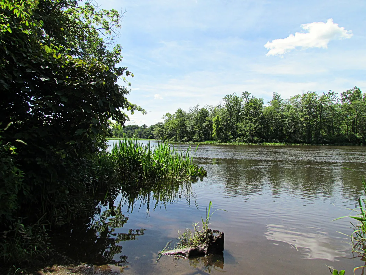 A calm inlet on Wye Island reflects a bright blue sky, with dense green shoreline trees and tall marsh grasses framing the water. Dark shade from overhanging foliage fills the left edge, contrasting with the sunlit open river and rippled surface.