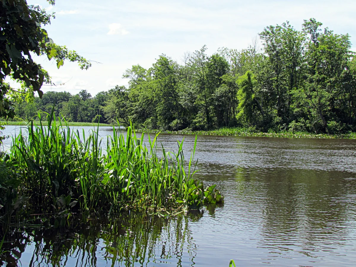 Tall green reeds and marsh plants fill the foreground at the edge of a calm river, with dense summer woodland lining the far bank. Soft light reflects off the rippled water, giving the quiet shoreline a lush, secluded feel.