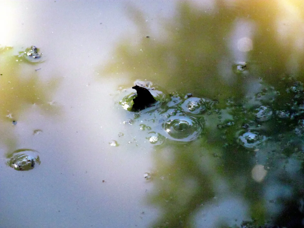 A close-up of still water reflecting soft green and gold light, with several small bubbles and ripples scattered across the surface. The blurred reflections create an abstract, serene look rather than a wide shoreline view.