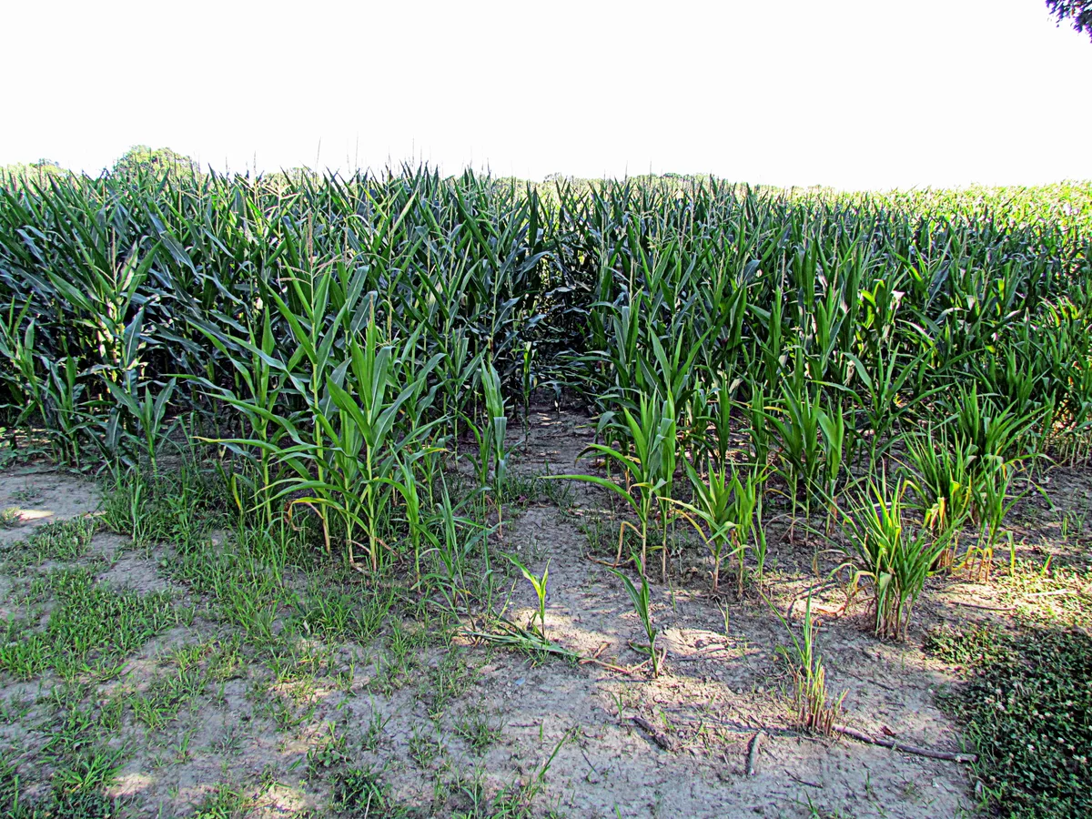 A low cornfield stretches across the frame, with tall green stalks rising from sandy soil and a narrow strip of bare ground running through the middle. Bright golden-hour light washes the sky pale, while the edge of a tree canopy darkens the upper corner.