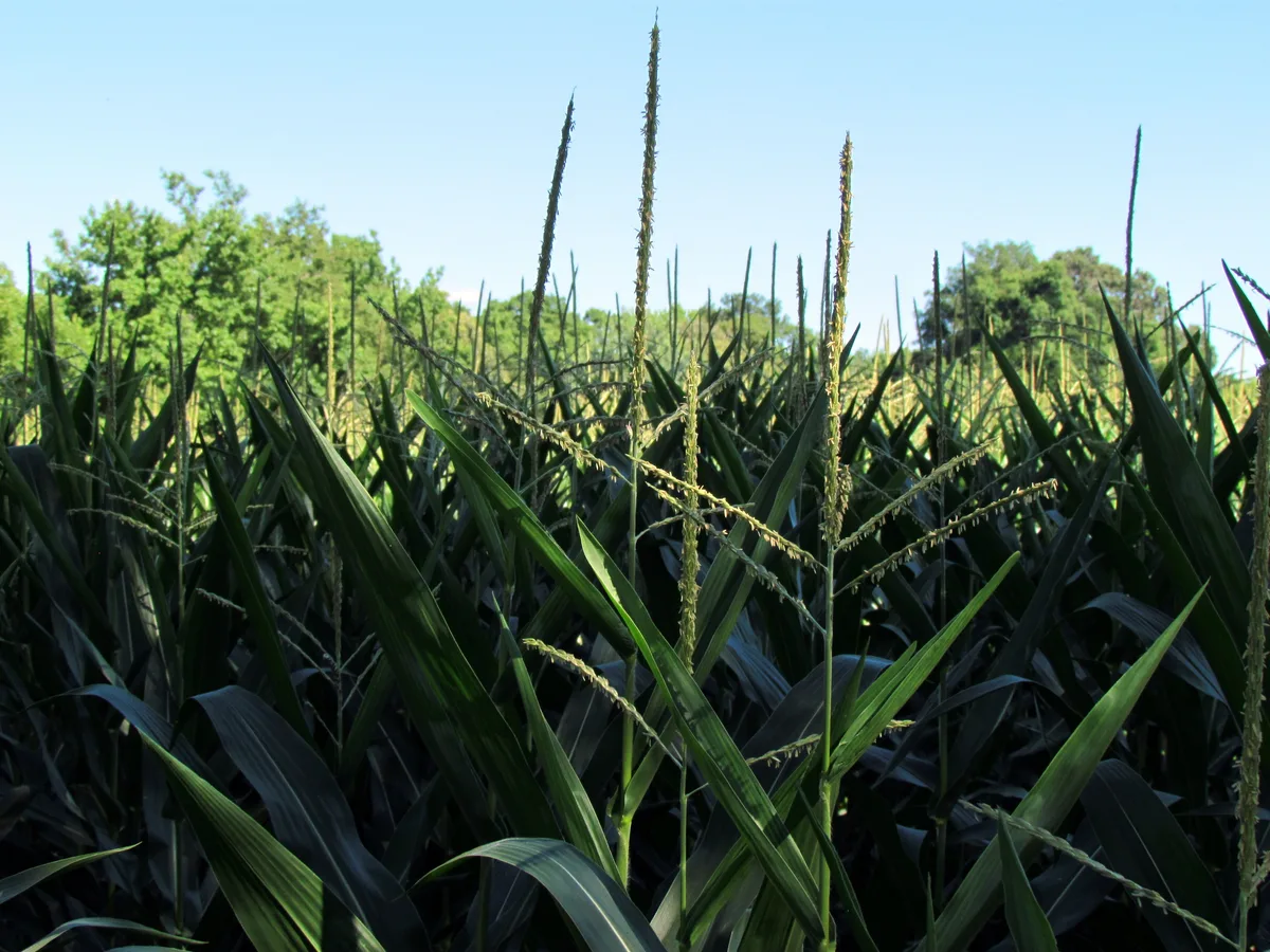 Tall corn tassels and dark green leaves fill the foreground, with a line of leafy trees and a clear blue sky beyond. The low, wide composition feels like a quiet summer farm field on Wye Island.