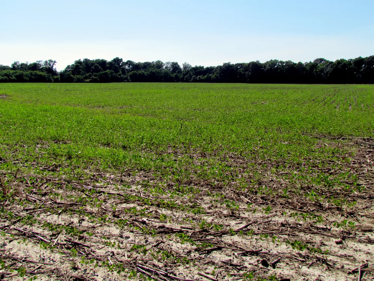A wide, sunlit view of a low green field with sandy soil and scattered plant debris stretching to a dark tree line under a clear blue sky. The flat, undeveloped landscape feels open and quiet, with the woods forming a dense border at the horizon.