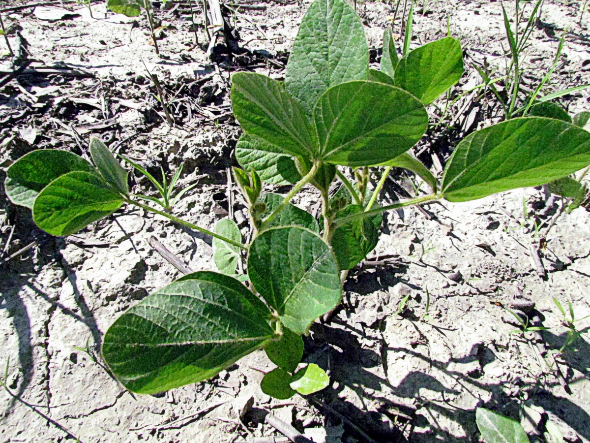 A small green sapling with broad, veined leaves grows from pale, cracked soil scattered with dry grass and twigs. Strong sunlight creates sharp shadows across the ground, giving the close-up a stark, sunlit look.