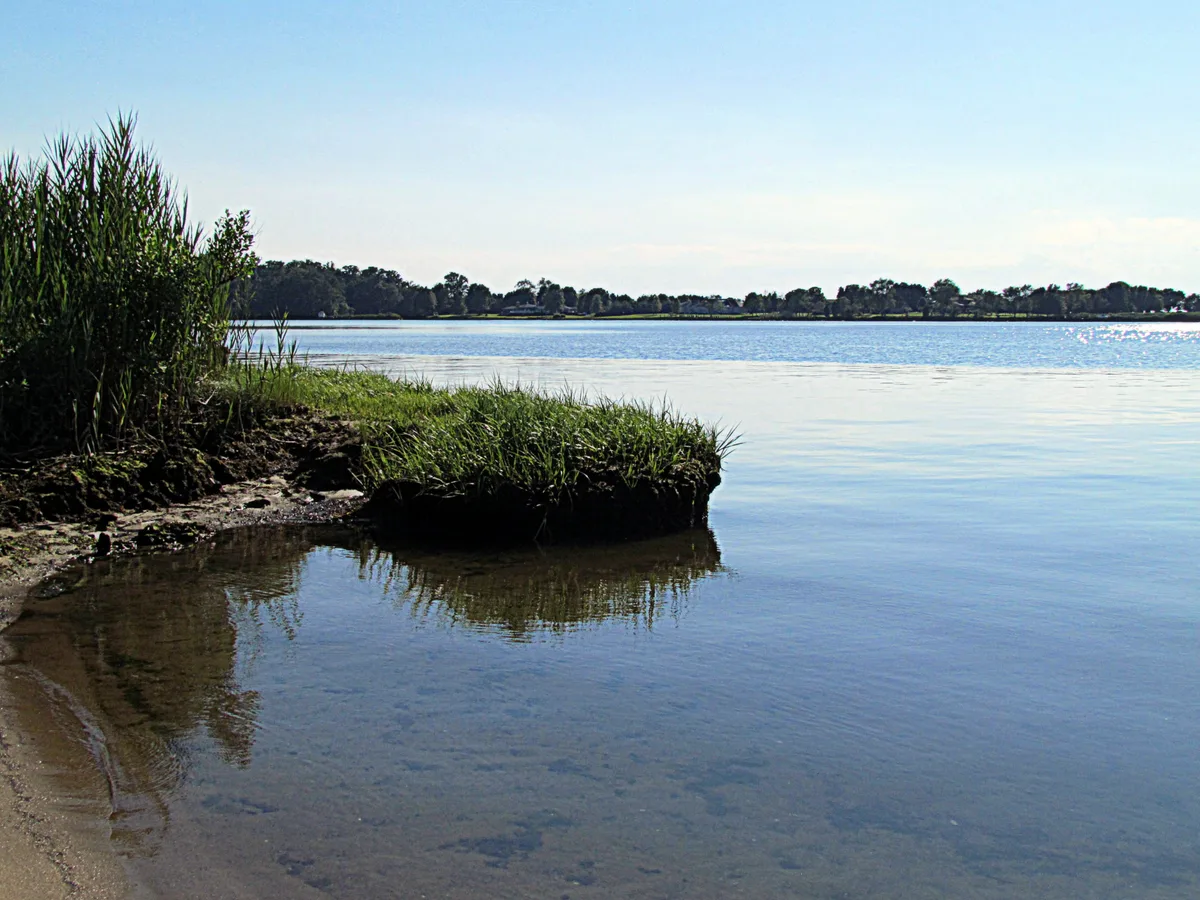 A calm Chesapeake shoreline on Wye Island, with a muddy grassy bank and tall reeds in the foreground, glassy blue water stretching to a tree-lined opposite shore. Bright late-day light catches small ripples and sparkles on the bay.