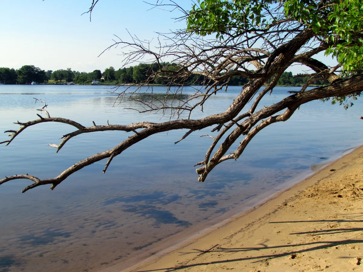 A low, bare tree limb stretches diagonally over a quiet blue shoreline, with sandy bank in the foreground and a tree-lined opposite shore across the water. The scene feels calm and open, with soft golden light and clear reflections on the calm river.